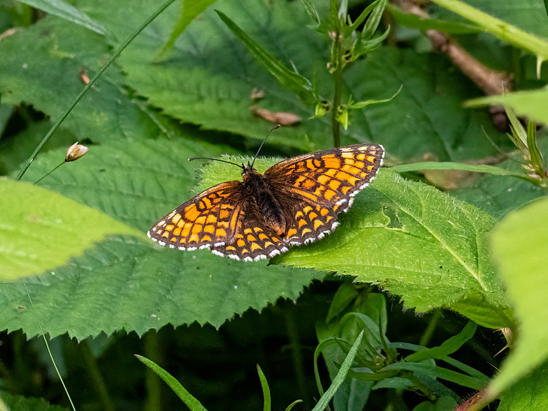 Heath Fritillary - Latest photos