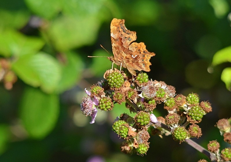 Comma - Butterflies