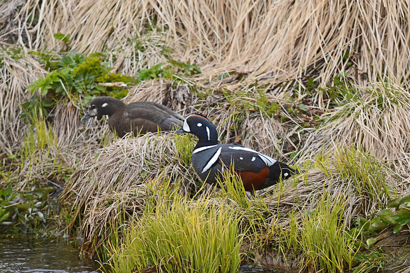 Harlequin Ducks - North east Iceland