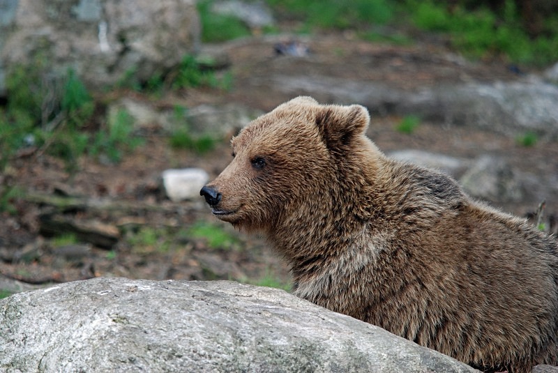 Brown Bear - North Finland and north Norway - May and June 2009