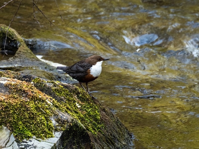 Dipper - Dippers