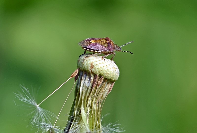 Hairy Shieldbug - Insects, beetles, spiders, etc.