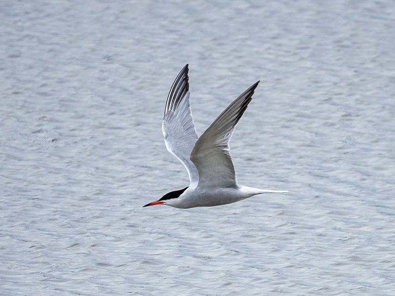 Common Tern - Terns