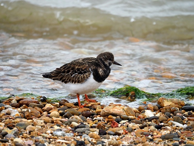 Turnstone - Sandpipers