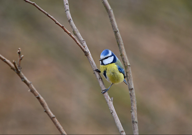 Blue Tit - Tits