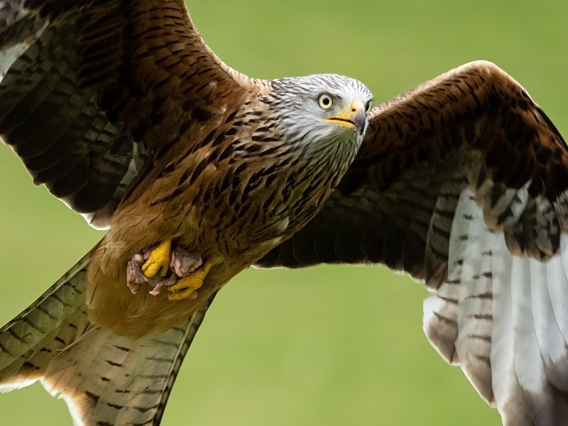 Red Kite - Birds of prey