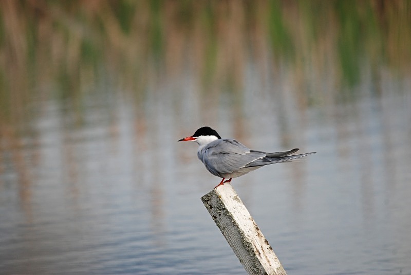 Common Tern - North Finland and north Norway - May and June 2009