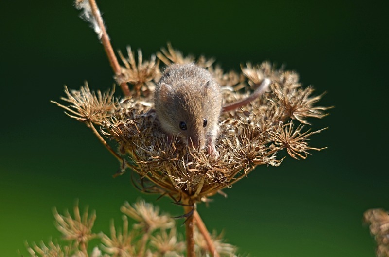 Harvest Mouse - Harvest Mouse