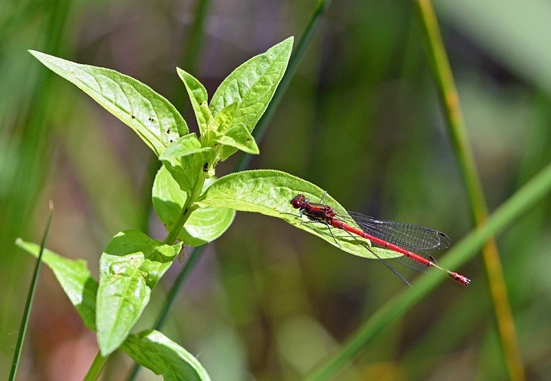 Large Red Damselfly - Dragonflies and damselflies