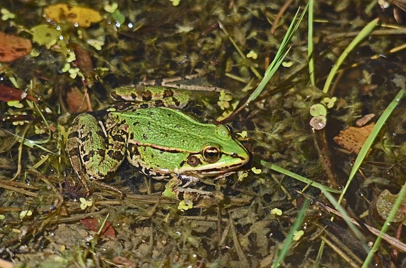 Marsh Frog - Slovakia
