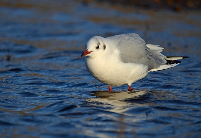 Black-headed Gull - Gulls
