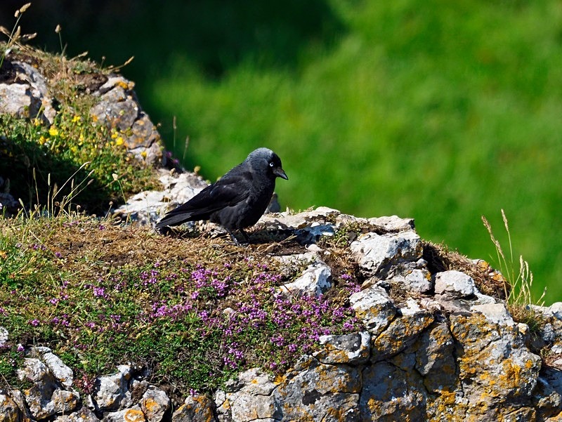 Jackdaw - Crows