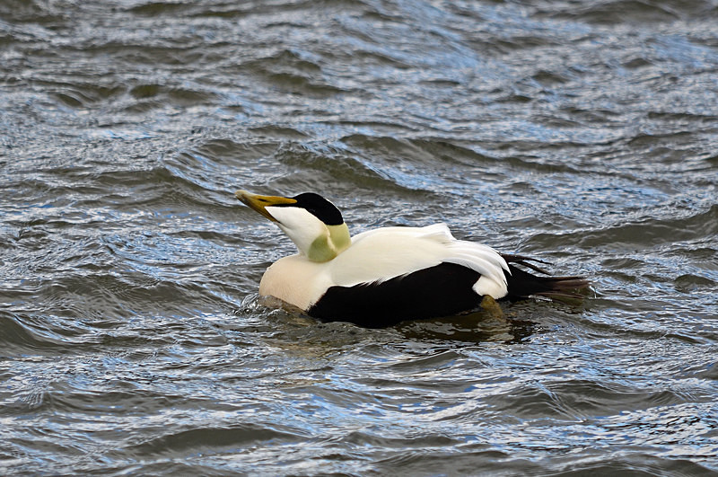 Eider - West Iceland