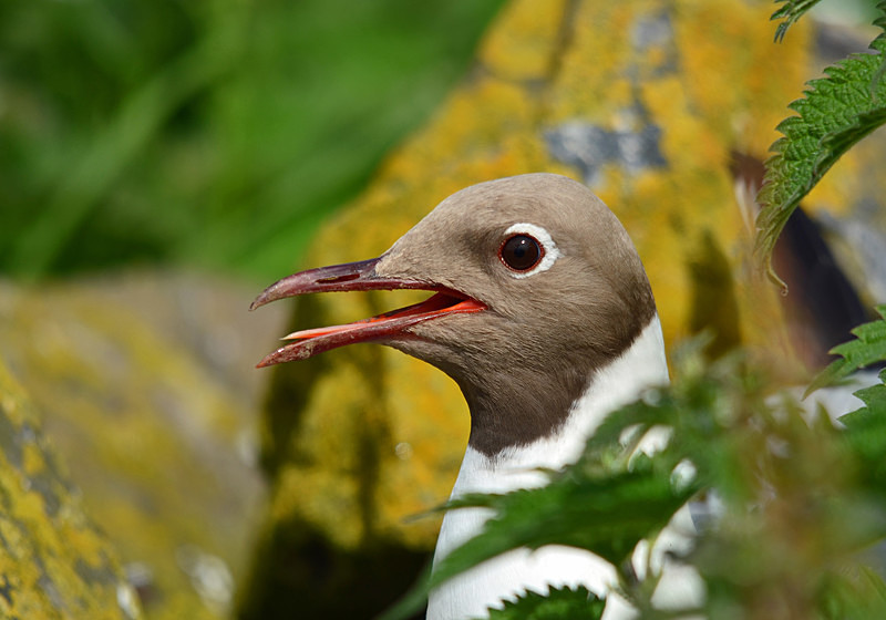 Black-headed Gull - Gulls