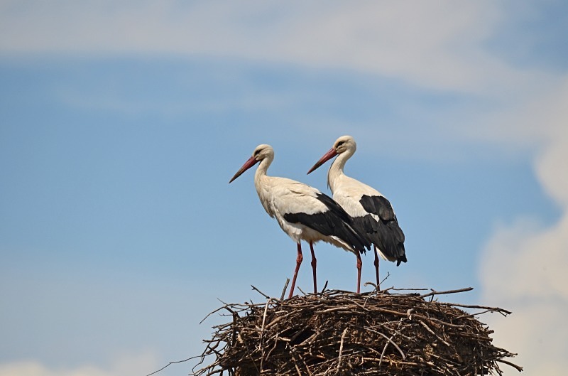 White Storks - South and west Spain - April and May 2012