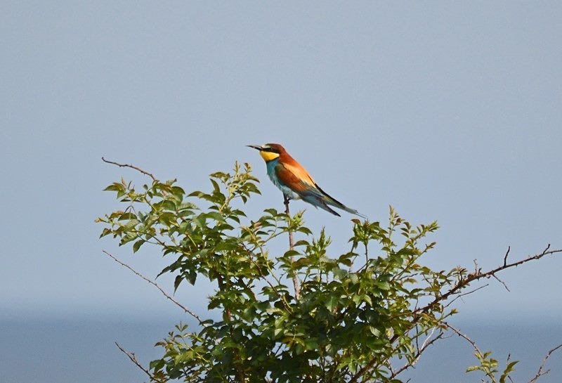 European Bee-eater - Bulgaria