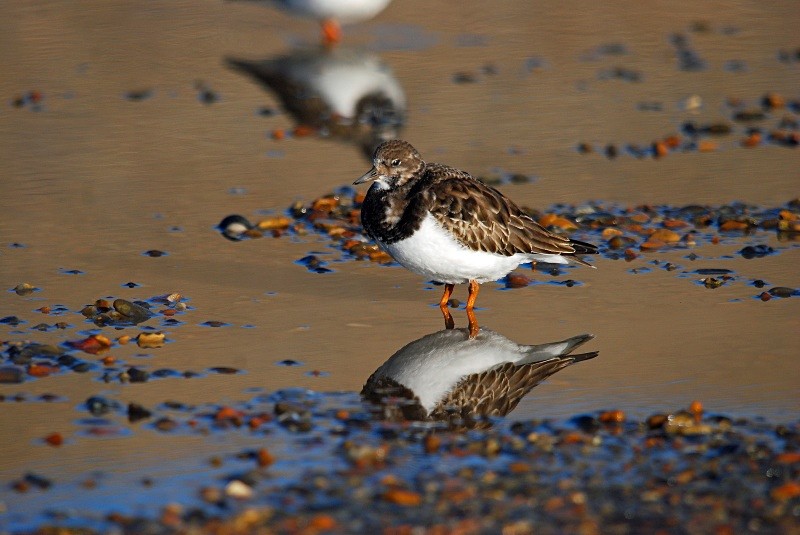 Turnstone - Sandpipers