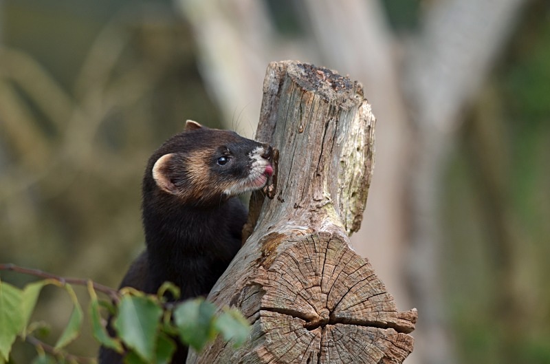 Polecat - Polecat