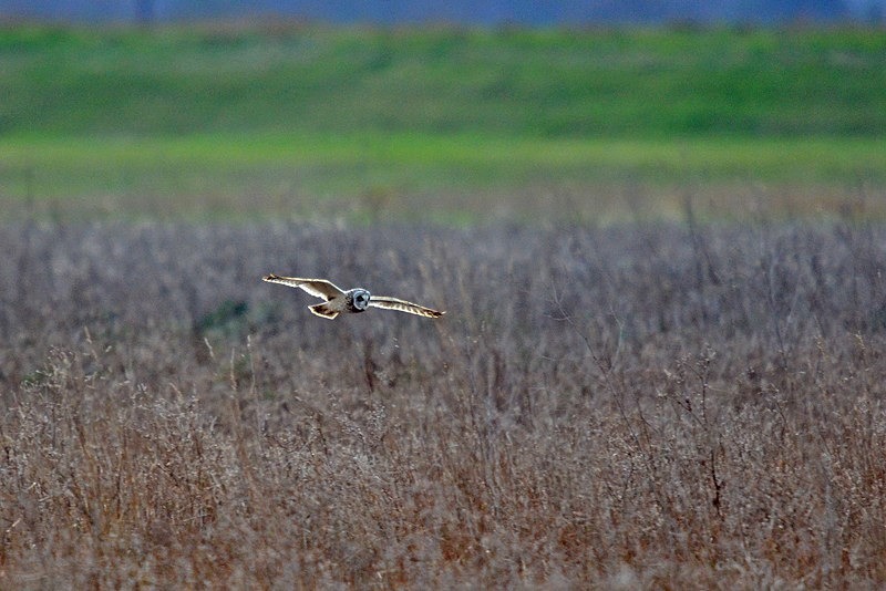 Short-eared Owl - Owls