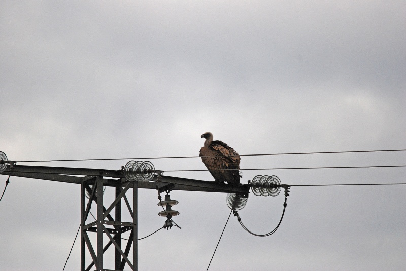 Griffon Vulture - Aragon