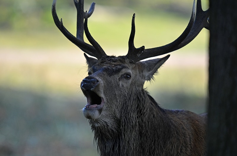 Red Deer - Red Deer