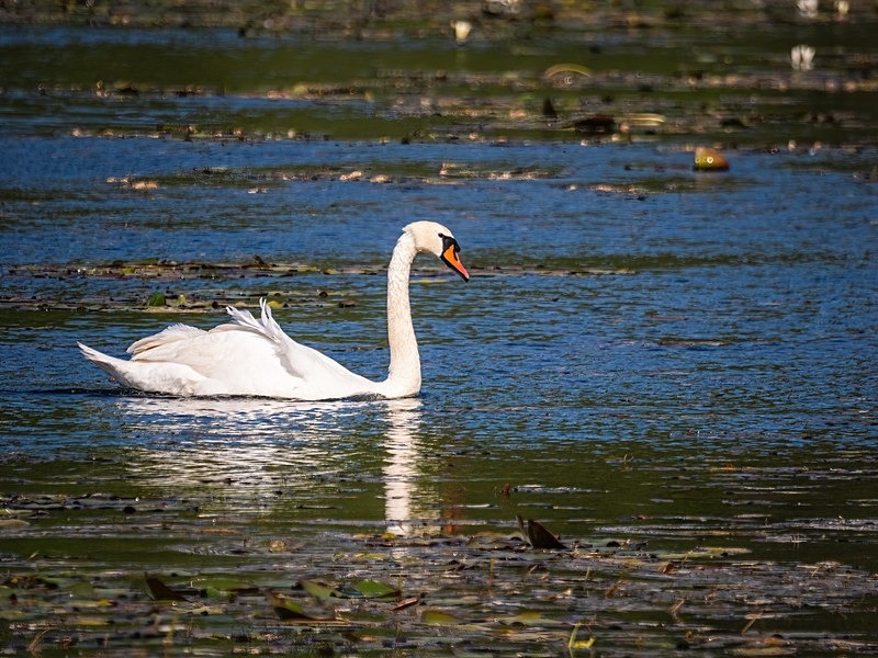 Mute Swan - Mute Swans