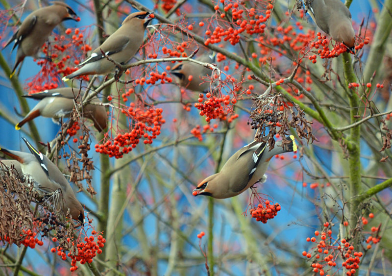 Waxwings - Waxwings