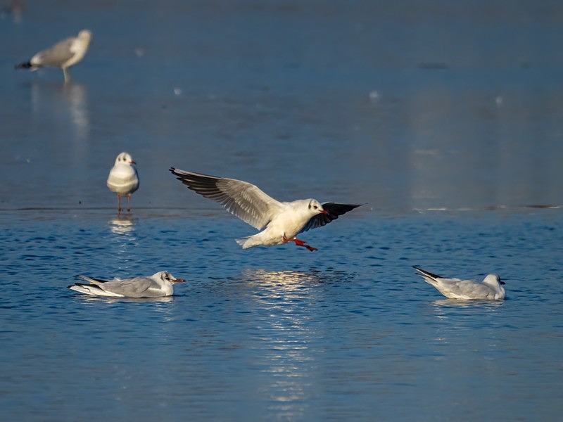 Black-headed Gulls - Gulls