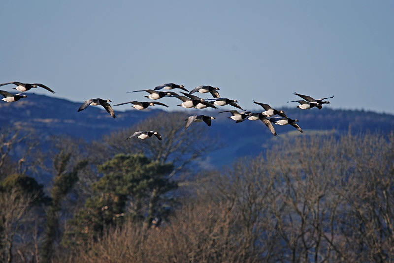 Barnacle Geese - Black geese