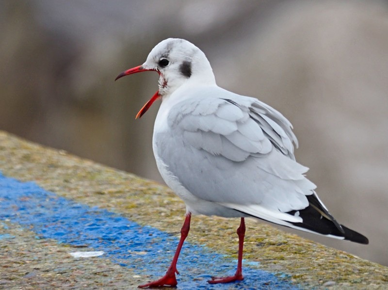 Black-headed Gull - Gulls