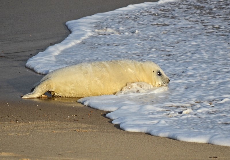 Atlantic Grey Seal - Atlantic Grey Seals