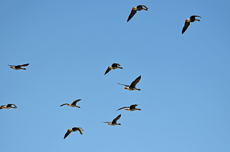 White-fronted Geese - Estonia