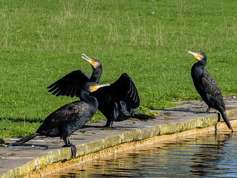 Cormorants - Cormorants and Shags