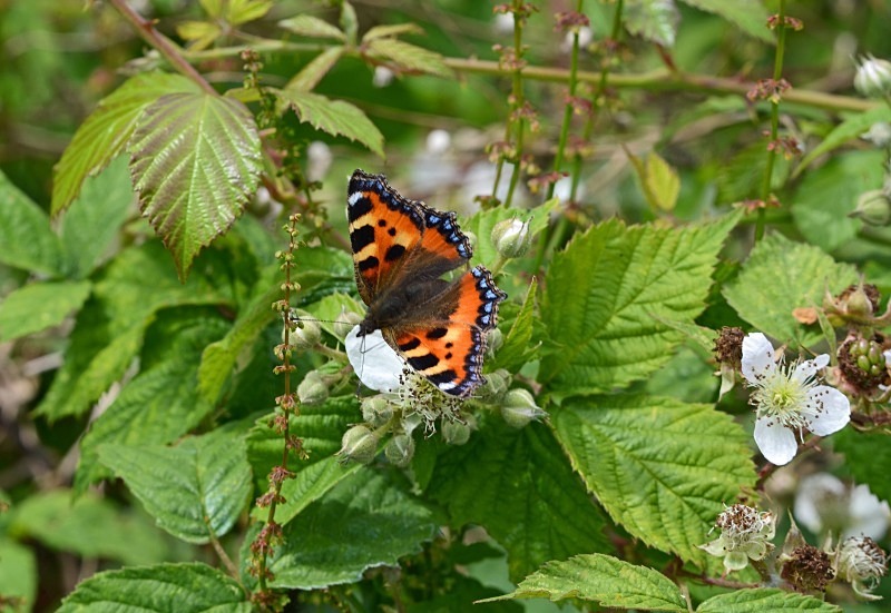 Small Tortoiseshell - Butterflies