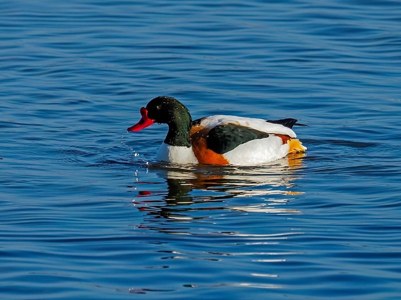 Shelduck - Shelducks