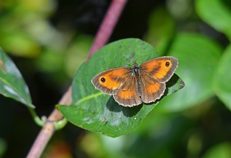 Gatekeeper - Butterflies