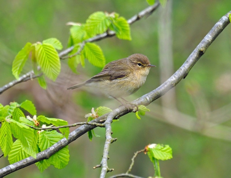 Chiffchaff - Warblers