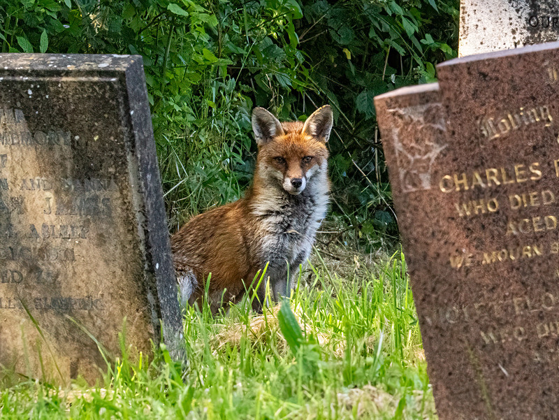 Red Fox - Latest photos