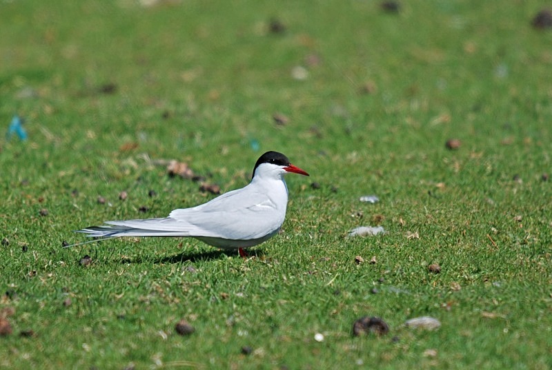 Arctic Tern - Terns