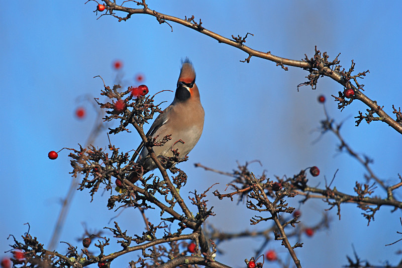 Waxwing - Waxwings