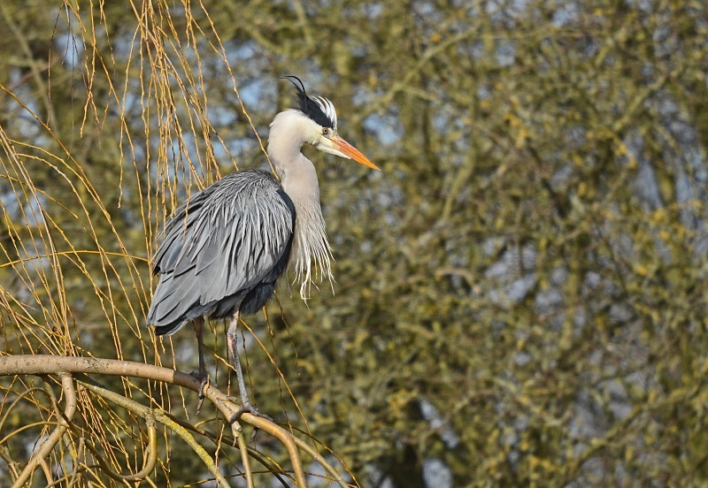 Grey Heron - Herons and egrets