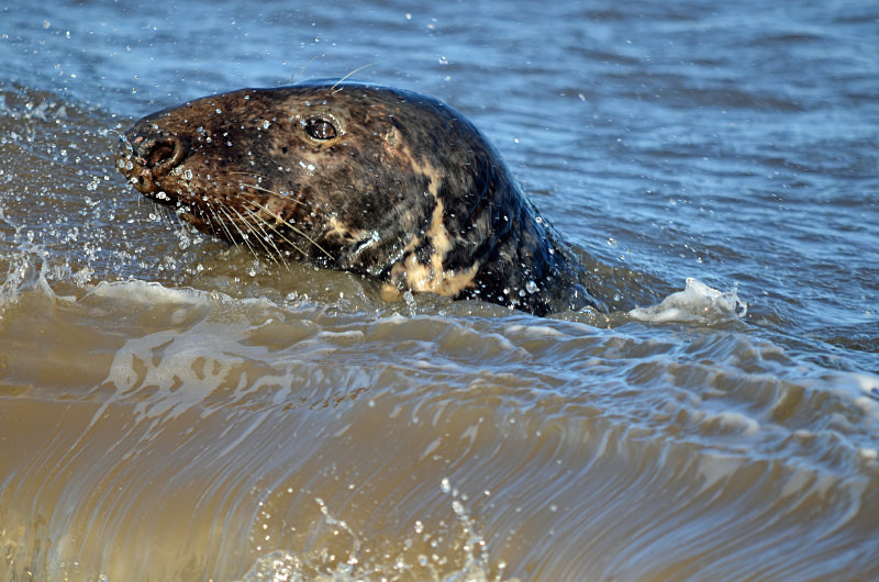 Atlantic Grey Seal - Atlantic Grey Seals
