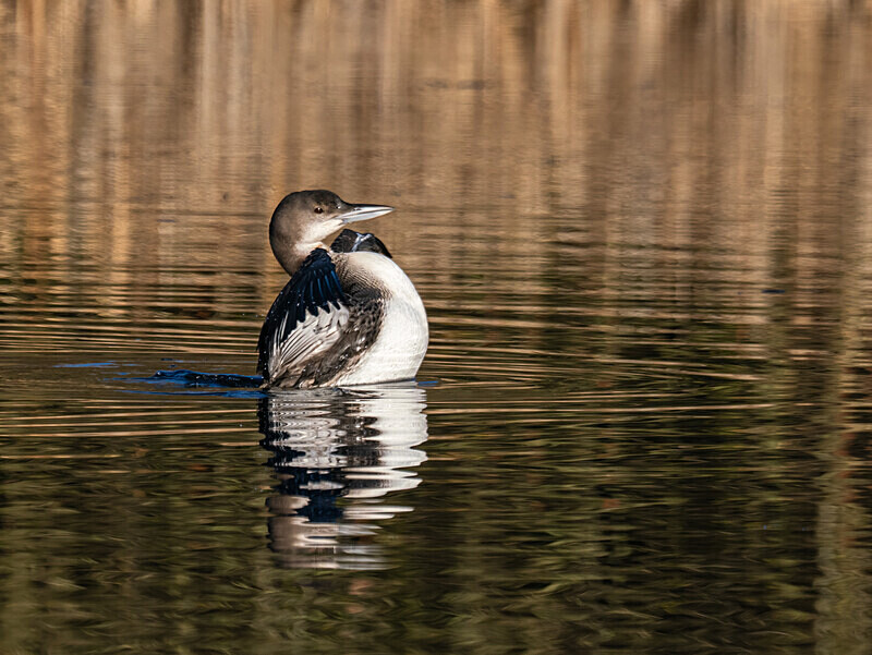 Great Northern Diver - Latest photos