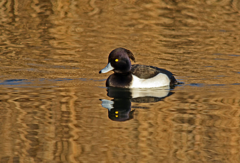 Tufted Duck - Diving ducks