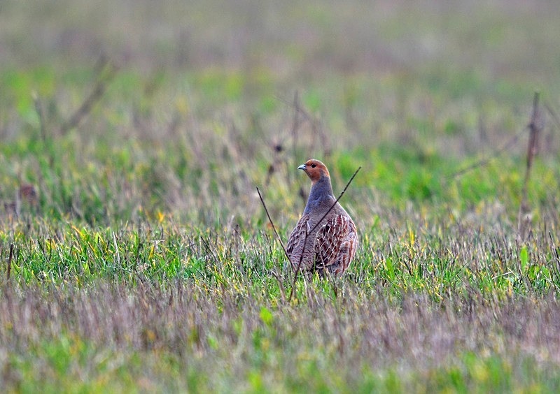 Grey Partridge - Game birds