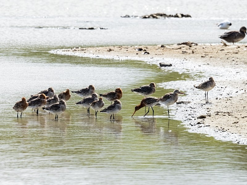 Black-tailed Godwits - Sandpipers
