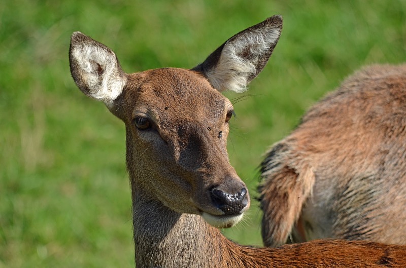 Red Deer - Deer