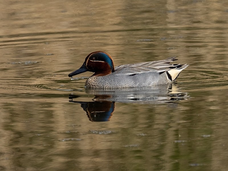 Teal - Dabbling ducks