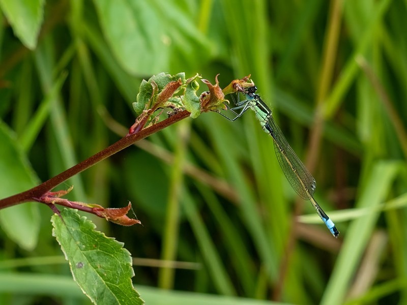 Blue-tailed Damselfly - Dragonflies and damselflies