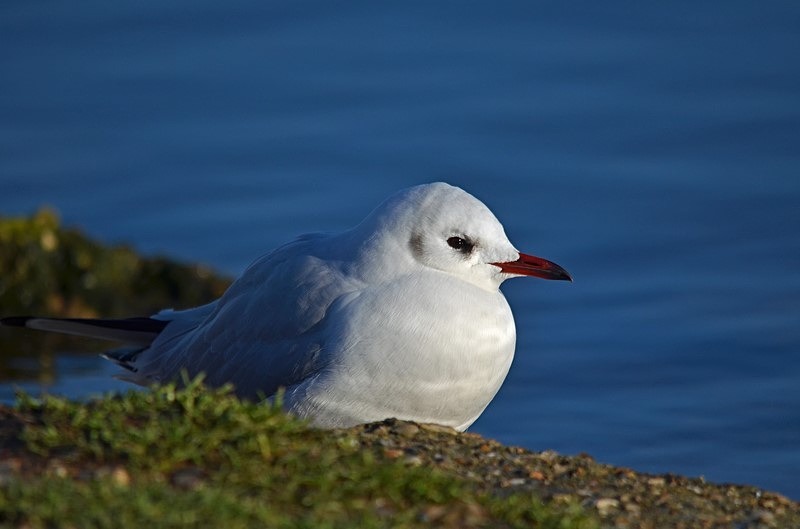Black-headed Gull - Gulls